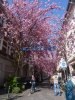 Les cerisisers en fleurs, Bonn